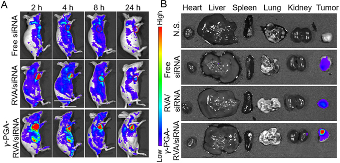 Integrated and dual-responsive lipopeptide nanovector with